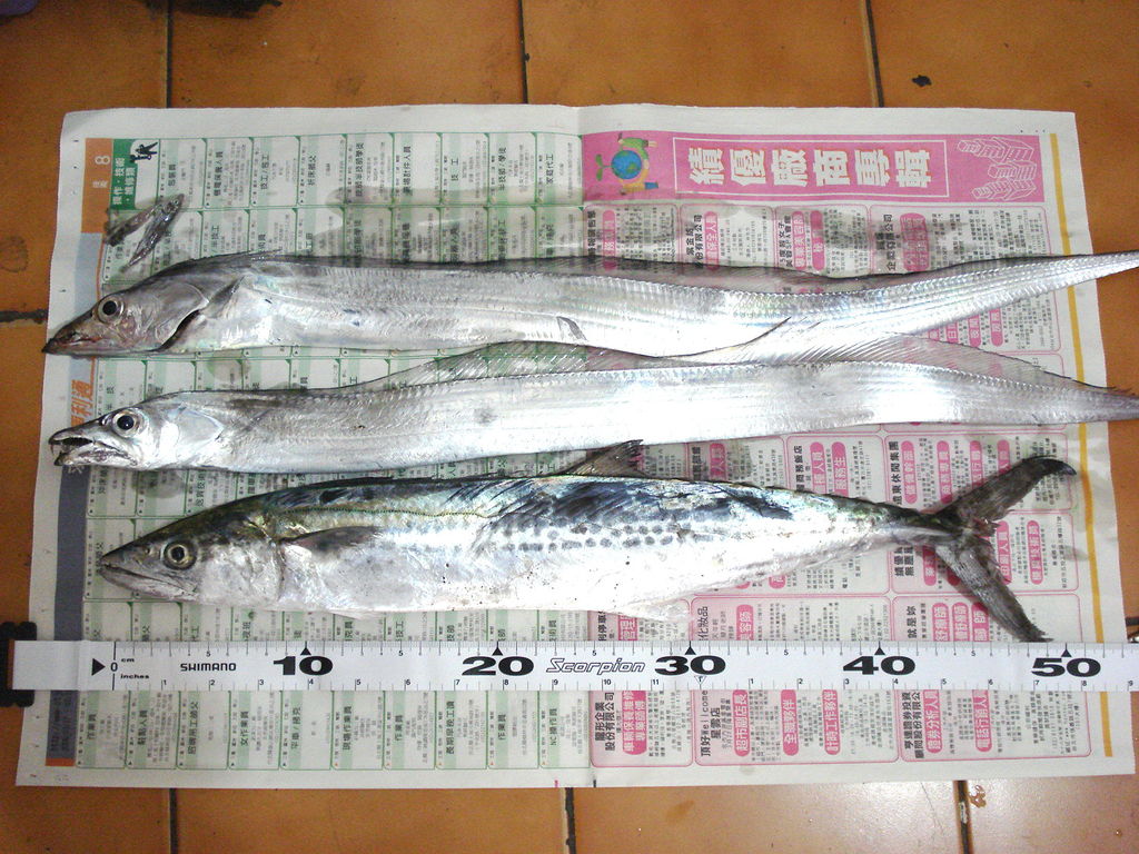 2隻白帶與一隻馬加鰆