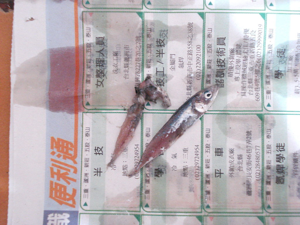 戰敗後嘴裡吐出的"小四破魚"