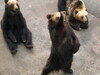 [Casio]北海道黑熊 ＆ 浣熊