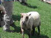 [Nikon/Nikkor]清境農場的綿羊(3)