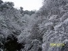 [Kodak(柯达)]枝叶上的雪