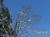 [Kodak(柯达)]下过雪后的树景