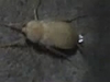 [Nikon/Nikkor]罕見的白蟑螂