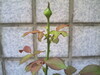 [DXG]我的玫瑰花快长大了~~~
