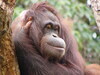 [Panasonic]新竹动物园-大猩猩