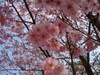 [SONY]武陵农场的樱花