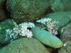 釉彩虾照片