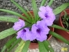 矮茎紫翠卢利
