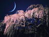 月光下的樱花树