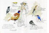 金门旅游的鸟类纪录