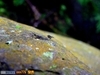 [Panasonic]昆虫的小世界