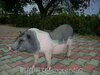 [Mamiya]学校今天早上来了一只猪