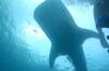 海洋中温柔的巨人(鲸鲨)