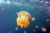 帛琉潜旅Part4 水母湖及麒麟鱼(Jellyfish lake)