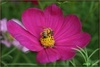 [Canon]大波斯菊与蜜蜂 1