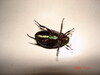 [原創]飛到我家的綠甲蟲~SONY-W1