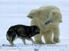 野生北極熊與狗玩耍並擁抱