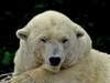 全球暖化对于北极熊生态的影响