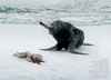 如果海豹猎杀人类婴儿，将会怎样？
