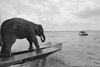 大象也玩水上滑板