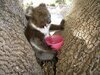 Funny Koalas 无尾熊