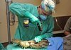 Animal Surgery 动物的外科手术