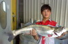 苗栗 95公分12.5斤 鲈鱼