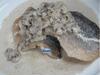 莫拉克产物-鲈鱼的吃法