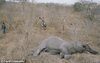 粮食短缺…数百村民瓜分一头大象尸体