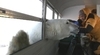 這北極熊把頭伸到車窗內了(還真是令人驚呀哪)！