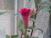 请问这会开红红卷卷的花是什么名字？